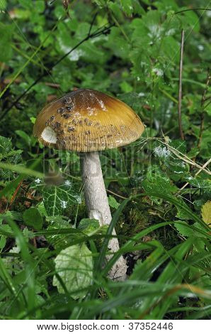 Hadí Grisette houby