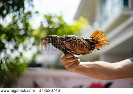 Close Up To The Bronze Color Of Sebright Chick On Human Hand In The Afternoon Time At The Outdoor Ga