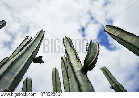 Close up of succulent green cactus at botanical garden