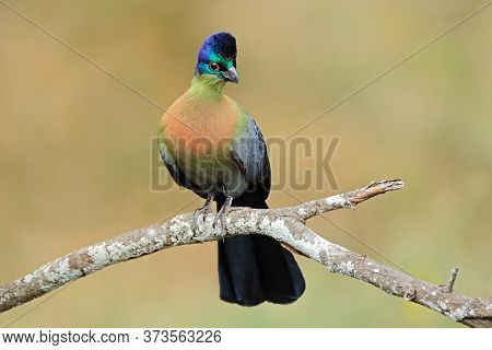 Colorful purple-crested turaco (Tauraco porphyreolophus), South Africa