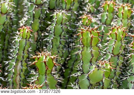Euphorbia Is A Very Large And Diverse Genus Of Flowering Plants, Commonly Called Spurge, Euphorbiace