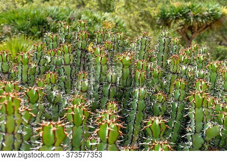 Euphorbia Is A Very Large And Diverse Genus Of Flowering Plants, Commonly Called Spurge, Euphorbiace
