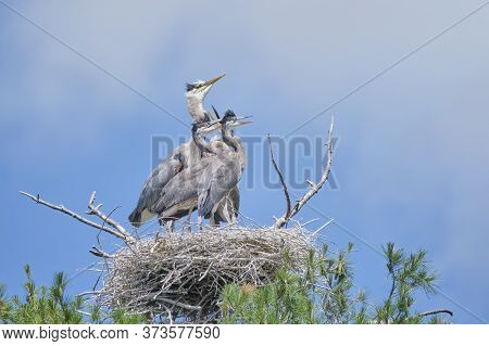 Great Blue Heron Nest High In A Tree Containing A Mother And Her Young.