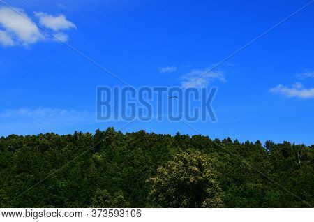 Bird Fly Over Treetops Against Blue Sky On Sunny Summer Day