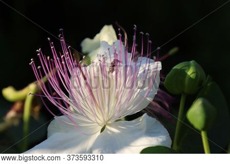 Blossoming Flower Nature Of Caper With Insect