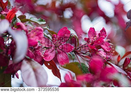 decorative red apple blosssom closeup