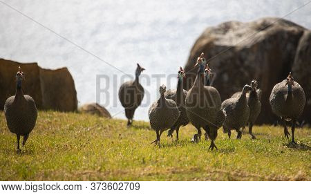 Guineafowl And Teenage Keets Running On A Grass Field In Front Of Rocks And Water.