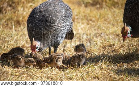Guineafowl Parent Feeding With Its Baby Keets.
