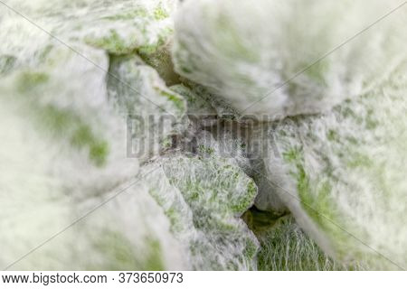 A Full Frame White-felted Green Leaves Background