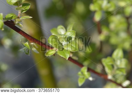 Kilmarnock Willow - Latin Name - Salix Caprea Kilmarnock
