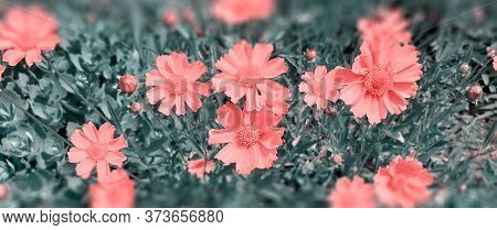 Red Flower. Flower In Garden At Sunny Summer Or Spring Day. Flower For Postcard Beauty Decoration An