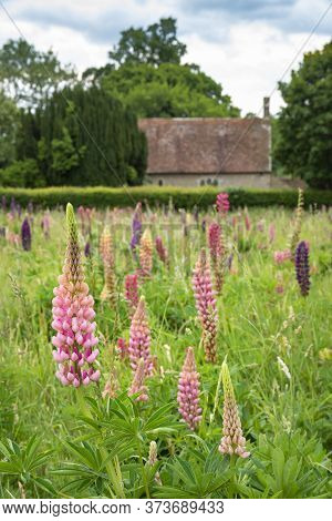 Beautiful Summer Meadow Of Vibrant Lupin Flowers In English Countryside Garden