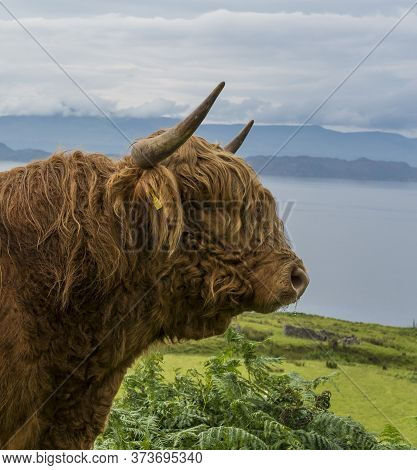 Highland Cattle By The Side Of The Road In Applecross, Western Scotland