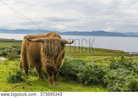 Highland Cattle By The Side Of The Road In Applecross, Western Scotland