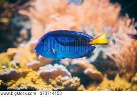 Blue Tang Fish Paracanthurus Hepatus Swimming In Water. Popular Fish In Marine Aquarium, Needs A Lar
