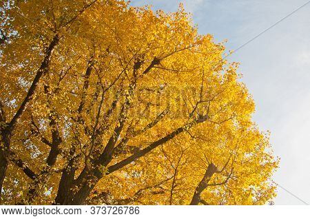 Golden Leaves Foliage Gingko Maidenhair Trees In Late Autumn In Tokyo Japan
