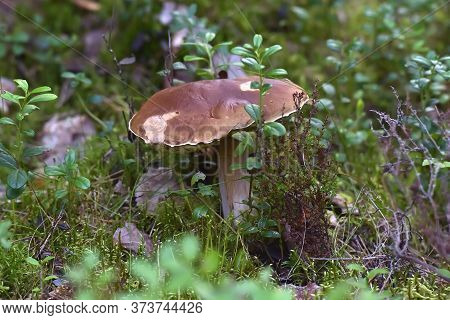 Edible Bolete Mushrooms In Autumn Forest. Boletus Edulis.