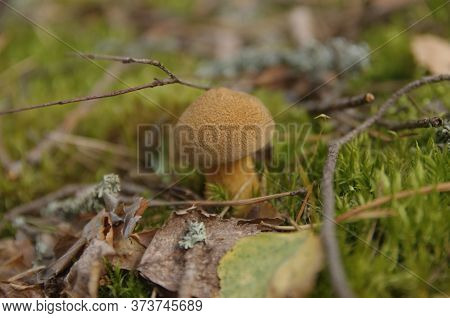 Xerocomus Subtomentosus Growing In The Forest Close Up