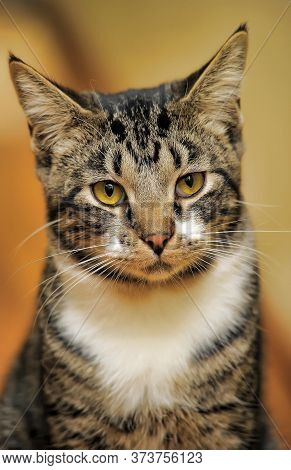 Close-up Of European Shorthair Cat