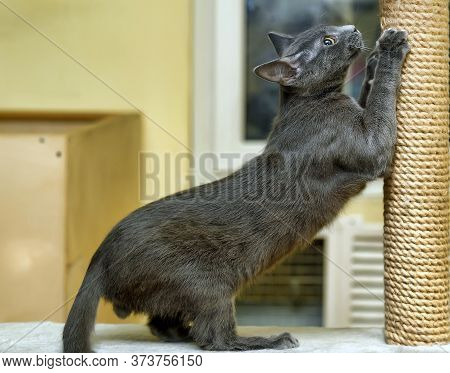Cute Cat Scratching A Post Close Up