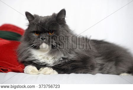 Gray With White Fluffy Cat With Orange Eyes