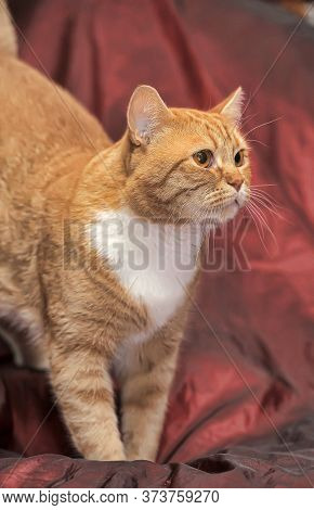 Plump Red Cat  On Sofa At Home Close Up