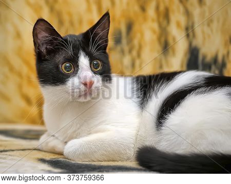 Young Black And White Cat Portrait  Close Up