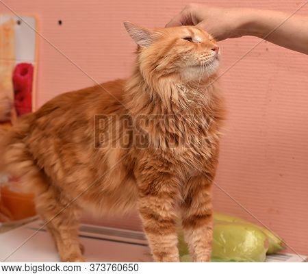 Woman Petting A Contented Cat Close Up