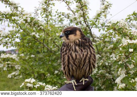 Young Hunting  Eurasian Hobby (falco Subbuteo) Sits On A Falconer's Glove