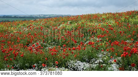 Poppy Field Full Of Red Poppies In Full Bloom With Small White Cowslip Flowers In The Foreground Aga
