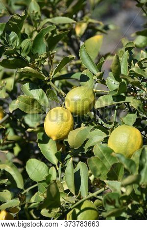 Fresh Organic Lemons Growing On A Lemon Tree.