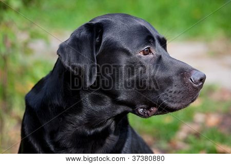 Sort Labrador Retriever