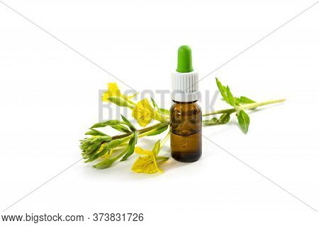 Yellow Blooming Evening Primrose (oenothera) And A Bottle With Oil, Medicinal Plant For Cosmetics An