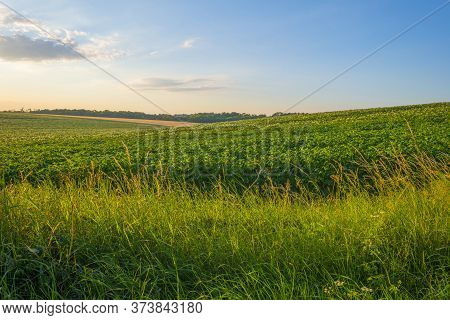 Grassy Fields And Vegetables In Green Rolling Hills Below A Blue Sky In The Light Of Sunset In Summe