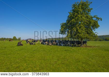 Herd Of Cows In A Green Grassy Meadow On The Slope Of A Hill Below A Blue Sky In Sunlight In Summer