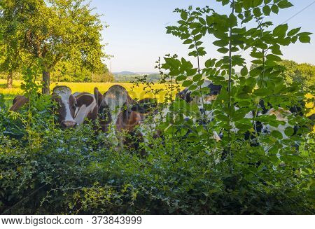 Herd Of Cows In A Green Grassy Meadow On The Slope Of A Hill Below A Blue Sky In Sunlight In Summer