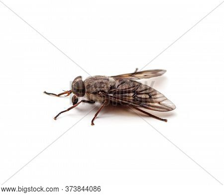 Closeup Side View Of A Horse Fly (hybomitra Lasiophthalma) Isolated On A White Background