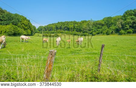 Herd Of Cows In A Green Grassy Meadow On The Slope Of A Hill Below A Blue Sky In Sunlight In Summer