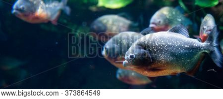 Group Of Red-bellied Piranhas Are Swimming, Bright, Stock Photo Fish In Natural Conditions