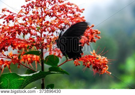 Beautiful Tropical Red Flower Pagoda-flower (clerodendrum Paniculatum) With A Black Butterfly Great 