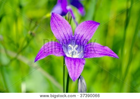 Campanula lähikuva