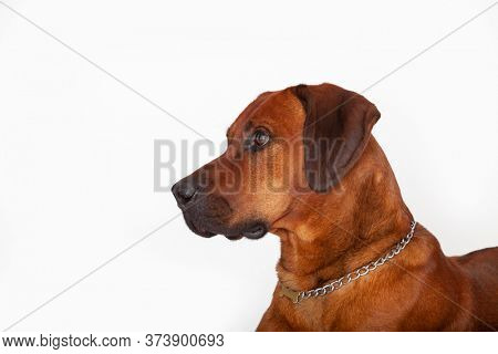 Rhodesian ridgeback also called lion hound is a pedigree from the oldern Rhodesia today Zimbabwe and Zambia, specially breed to hunt lions.
