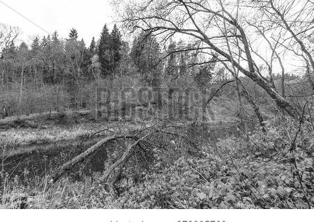 River In The Autumn Forest. Landscape With Forest River In Autumn Day. Nature Of Belarus