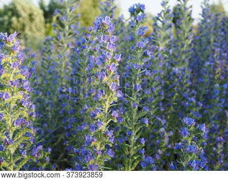 Meadow With Blue Flowers Of The Blueweed . Vipers Bugloss, Blueweed, Echium Vulgare