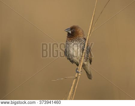 Portrait Of A Wild Bird On The Small Branch Of A Tree.