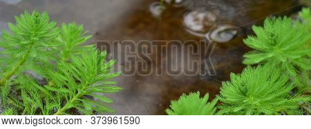 Close Up Shot Of The Myriophyllum Aquaticum Plant