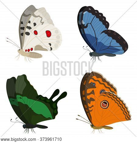 Butterflies Of Different Species. Set Of Beautiful Insects.