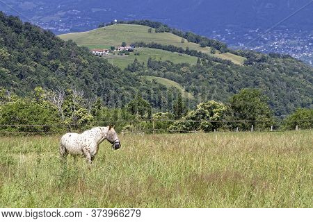 A White Horse Walks In The Fields In A Mountain Landscape.