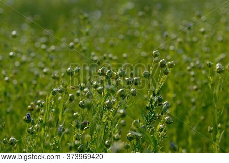 Flax Blossoms On The Field In Summer. Shallow Depth Of Field