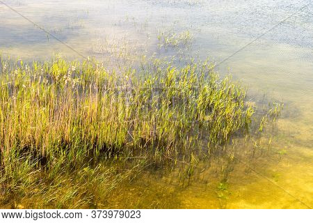 Grass Growing In The Sniardwy Lake, Poland.